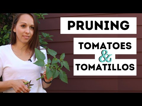 Video: Tăierea Tomatillos - Pot tăia o plantă de tomate