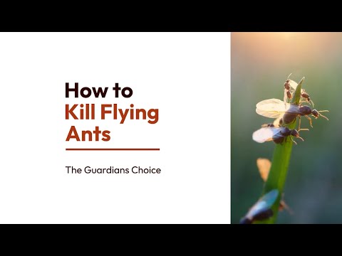 Video: Ako zabiť mravce dreva: 12 krokov (s obrázkami)