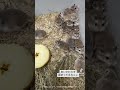 #ハムスター好き #エキゾチック #動物好き #ハムスター好き #ハムスターかわいい面白い #ハムスターのいる生活 #ハムスター癒し #ハムスター好きと繋がりたい
