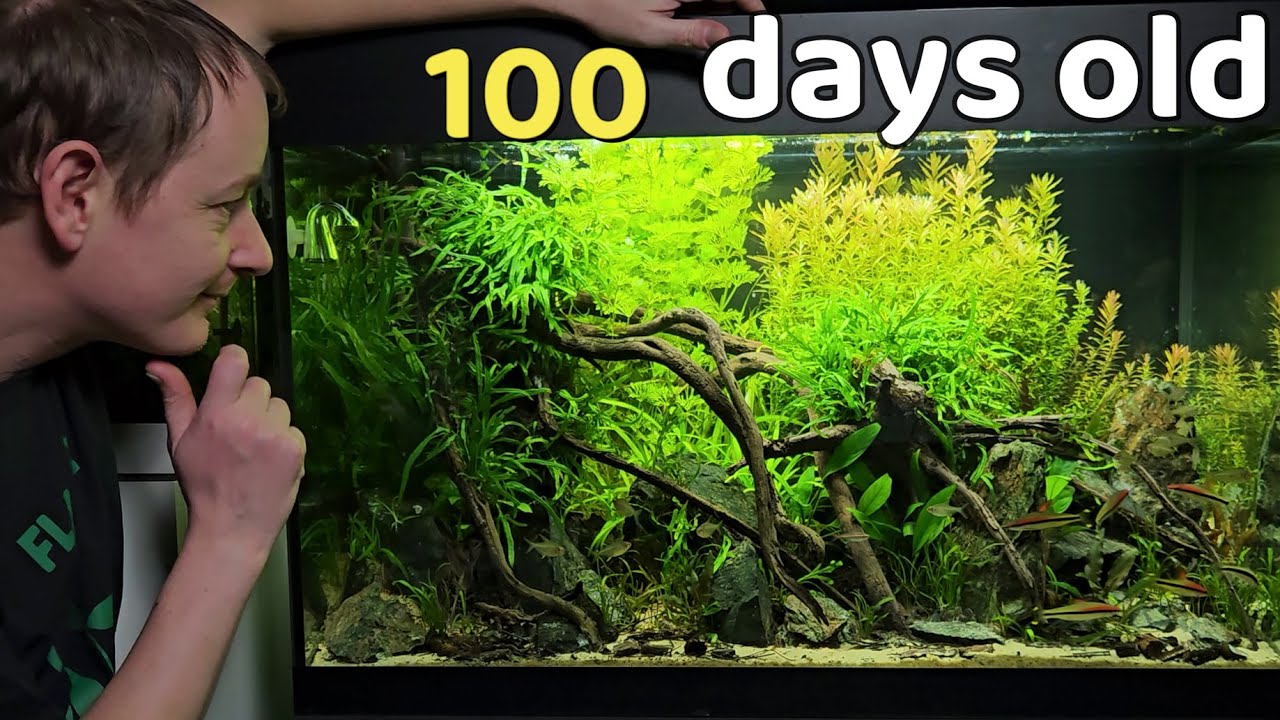 Болотный речной аквариум (АКВАСКЕЙПИНГ с комплектом WIO Everglades в резервуаре OASE styleline 175)