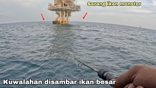 Mancing ikan besar umpan turun langsung disambar