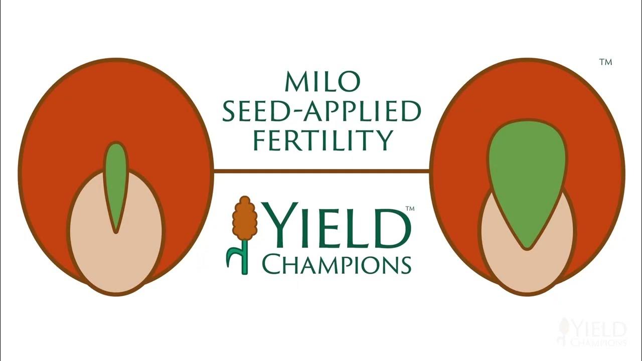 Grain (Milo) growth difference using SAF (SeedApplied