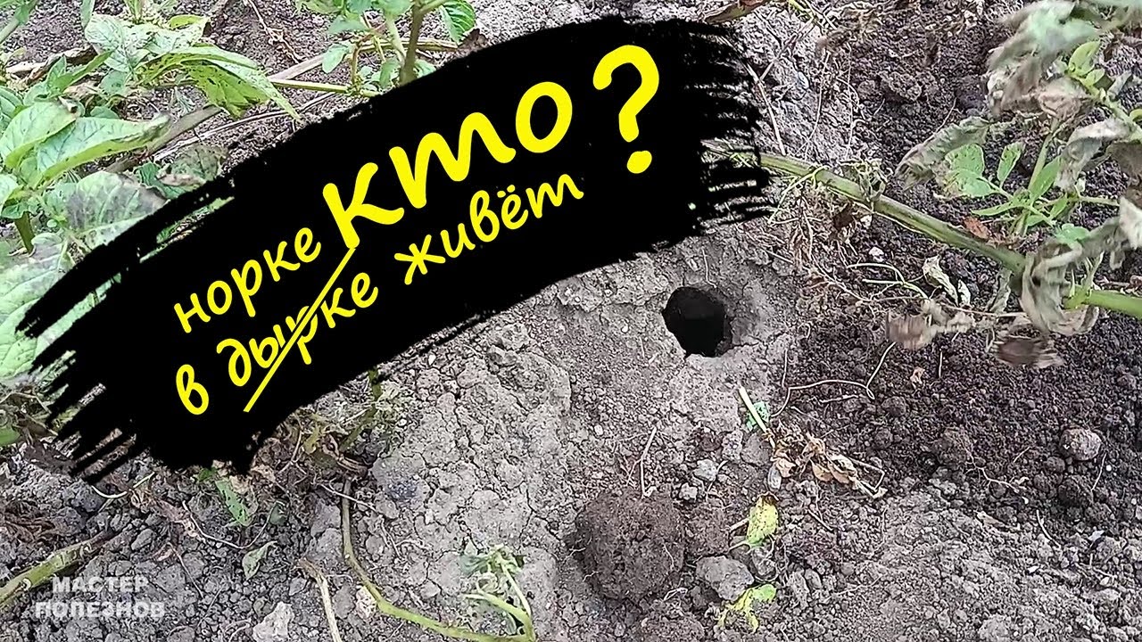 Как защитить дачу от хомяков и остаться человеком! Борьба с хомяками на дачном участке и огороде