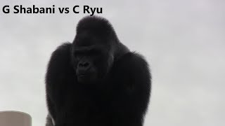 GシャバーニとCリュウ 初対決 Gorilla VS Chimpanzee①