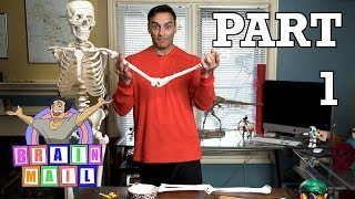Skeleton Part 1 - Arm bones & How We Turn A Doorknob