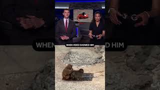 Punch the Monkey trades stuffed animal for new best friend
