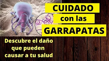 ¿Qué aspecto tienen las garrapatas en los humanos?