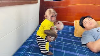 Smart monkey SinSin takes care of baby monkey ZiZi to help Dad when Dad is tired