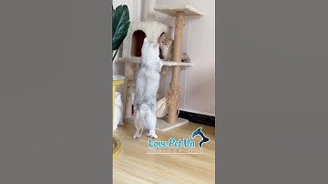 Khoảnh Khắc Hài Hước - Đáng Yêu - Thú Cưng #lovepetvn #thucandochoichomeo 0524039[Love Pet Việt Nam]