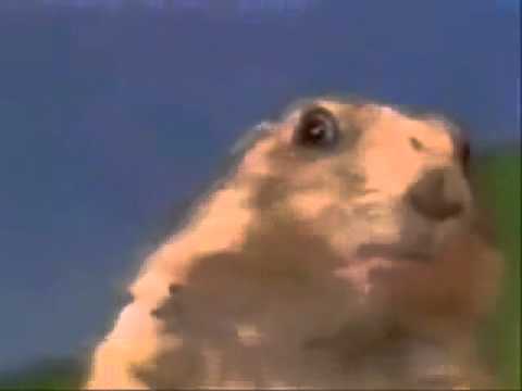 Dramatic Chipmunk.flv