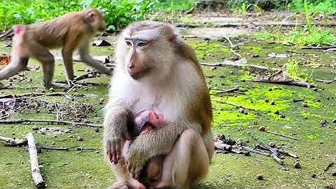 Welcome to super adorable newborn baby! Monkey old mama just gave birth a new baby monkey