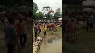 ঐতিহ্যবাহী রানীরহাট গরু বাজার রাঙ্গুনিয়া🐂২০২৬🐂 #reels #গরুরহাট #চট্টগ্রাম #reelsvideo