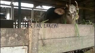 Dalan Urip - Arifin kelor