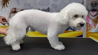 TOY POODLE 'Lula' on proper grooming - so Lovely 😍 by Ser ErickRL 38 views 1 year ago 2 minutes, 46 seconds