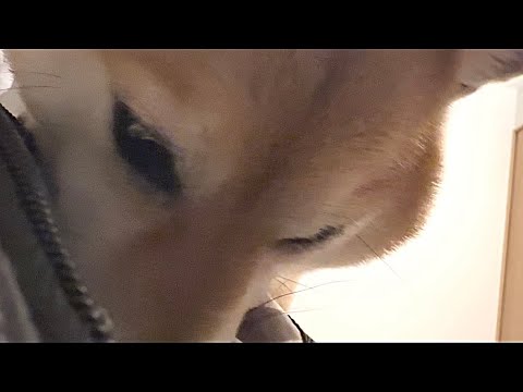 帰宅後すぐ検問と取調べを行う柴犬