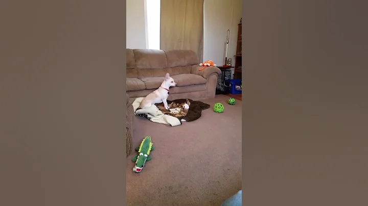 Penny and TV ad