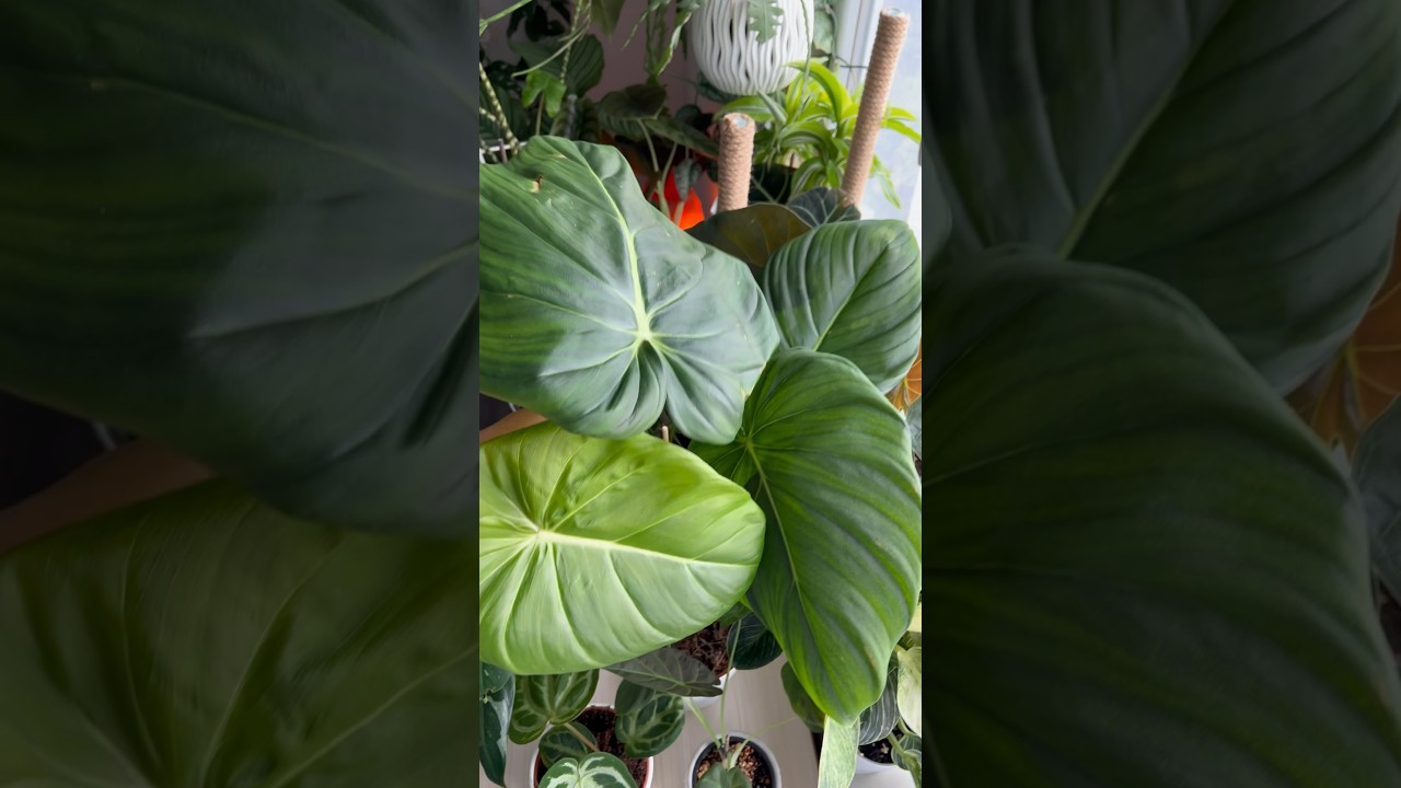 Philodendron Pastazanum Care: The Secret to Bigger Leaves