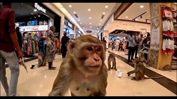 Trending AI kurangu Vlogs🐒TRENDING_AI MONKEY VLOGS