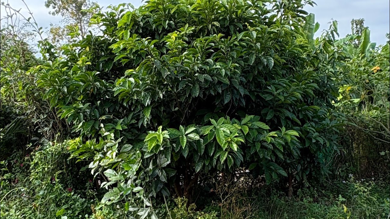 เตรียมต้นตัดแต่งกิ่งมะไฟหวาน รอออกดอก