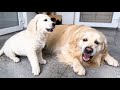 Golden Retriever Puppy Demands Attention