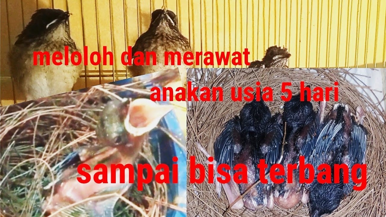 cara merawat dan meloloh anakan murai batu usia 5 hari sampai bisa terbang