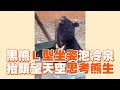 台灣黑熊Ｌ型坐姿泡冷泉！抬頭望天空思考熊生😆｜壽山動物園｜動物｜精選影片