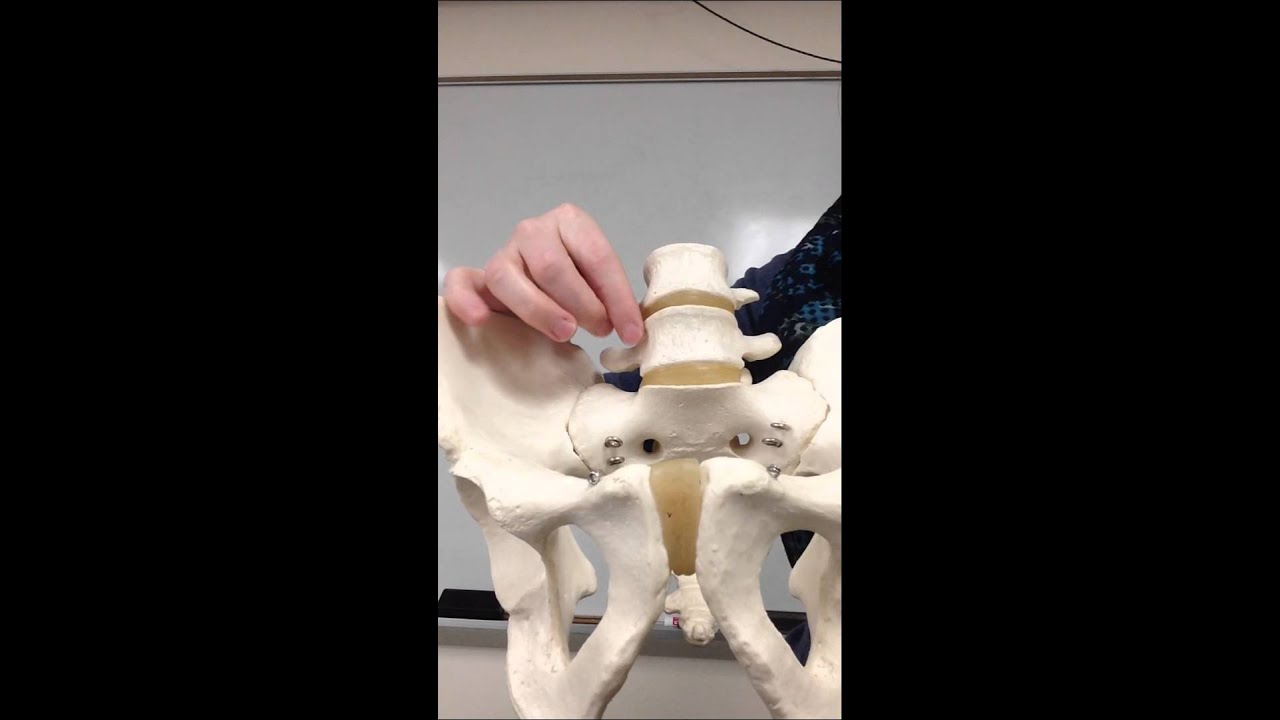 Fibrocartilage locations