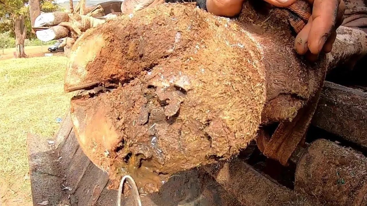 Bicharada ESCONDIDA...    fazendo festa no Casco