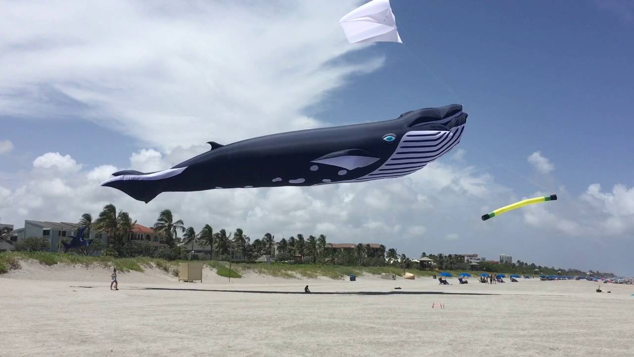 Whale Of A Kite Delray Beach, Florida YouTube
