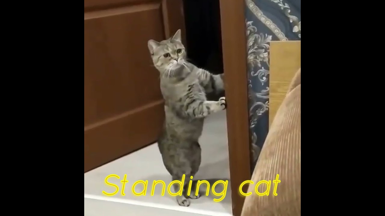 Standing cat立つ猫　