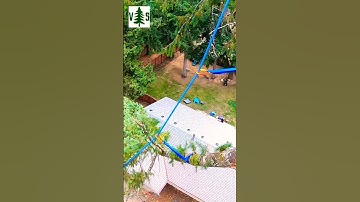 Zipline The Tree Limbs! #zipline #treeremoval