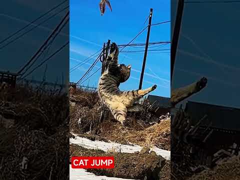 CAT JUMP VIDEO SHORTS TRENDING REELS #cat #video #funny ‎⁨@Hindistory244⁩ 