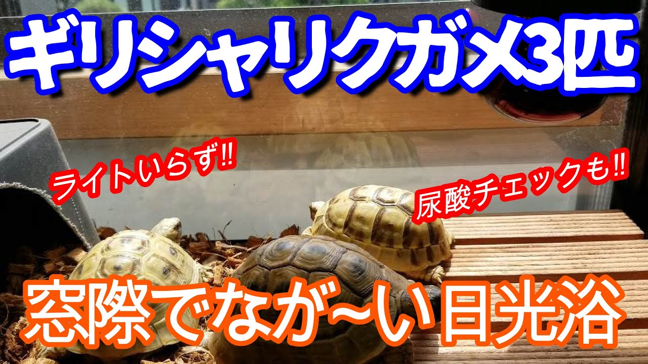 ギリシャリクガメ3匹 窓際でなが い日光浴 ライトいらず 尿酸チェックも Youtube