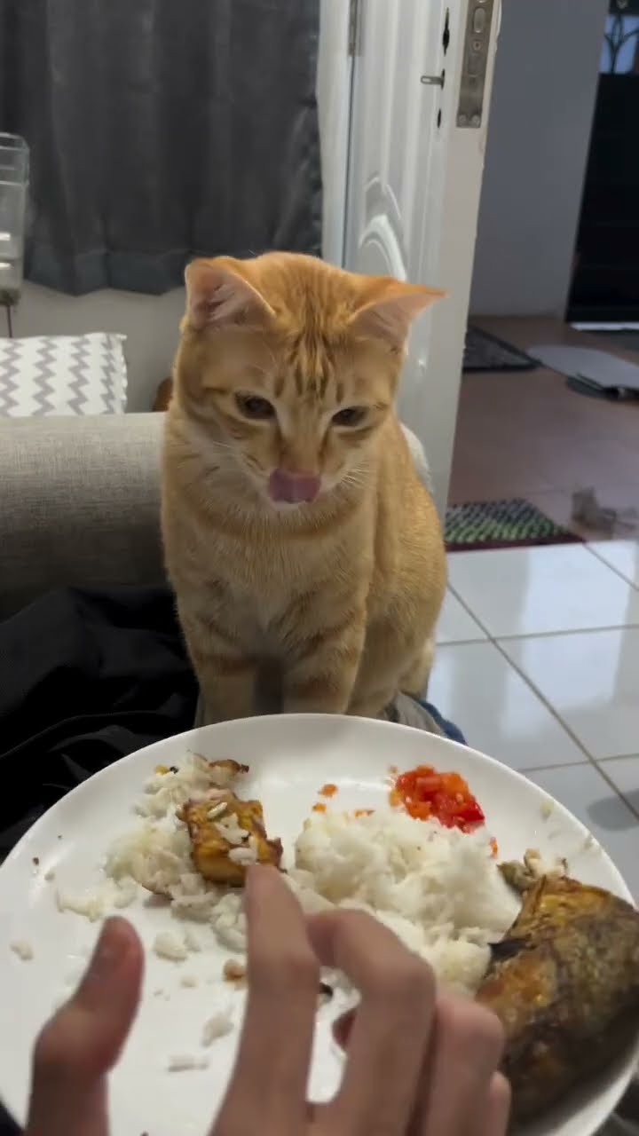 C magnifique vidéo chat très drôle top