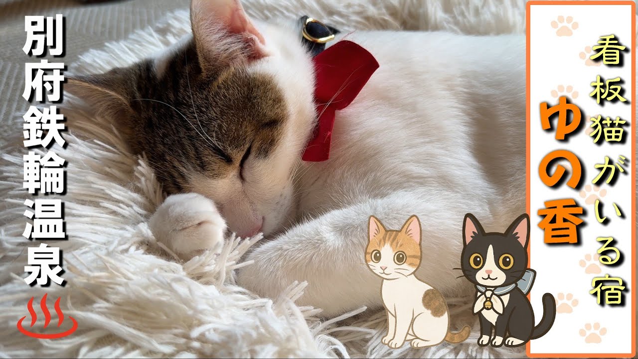 【看板猫がいる宿】かんなわ ゆの香 ／別府鉄輪に５匹の猫スタッフがいる温泉宿で一年ぶりに癒されました kannawa hot spring　Beppu inn with a mascot cat