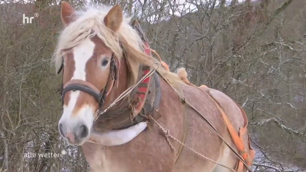 Projekt vom 02.01.26 