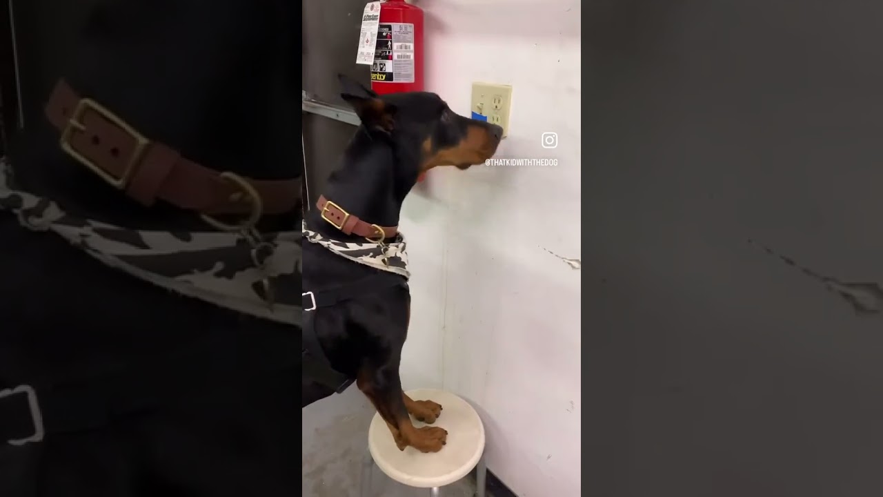 Meet Our Super Helper: The Amazing Doberman Service Dog at Work
