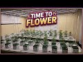 R&amp;D Roomday 11 update, when do i flip to flower? (educational documentary)