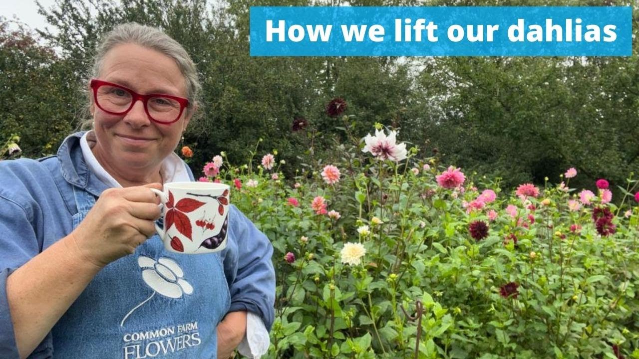 How we lift our dahlias here at Common Farm Flowers