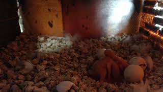 Female Budgie Feeding Two Baby Chicks In The Nest Box