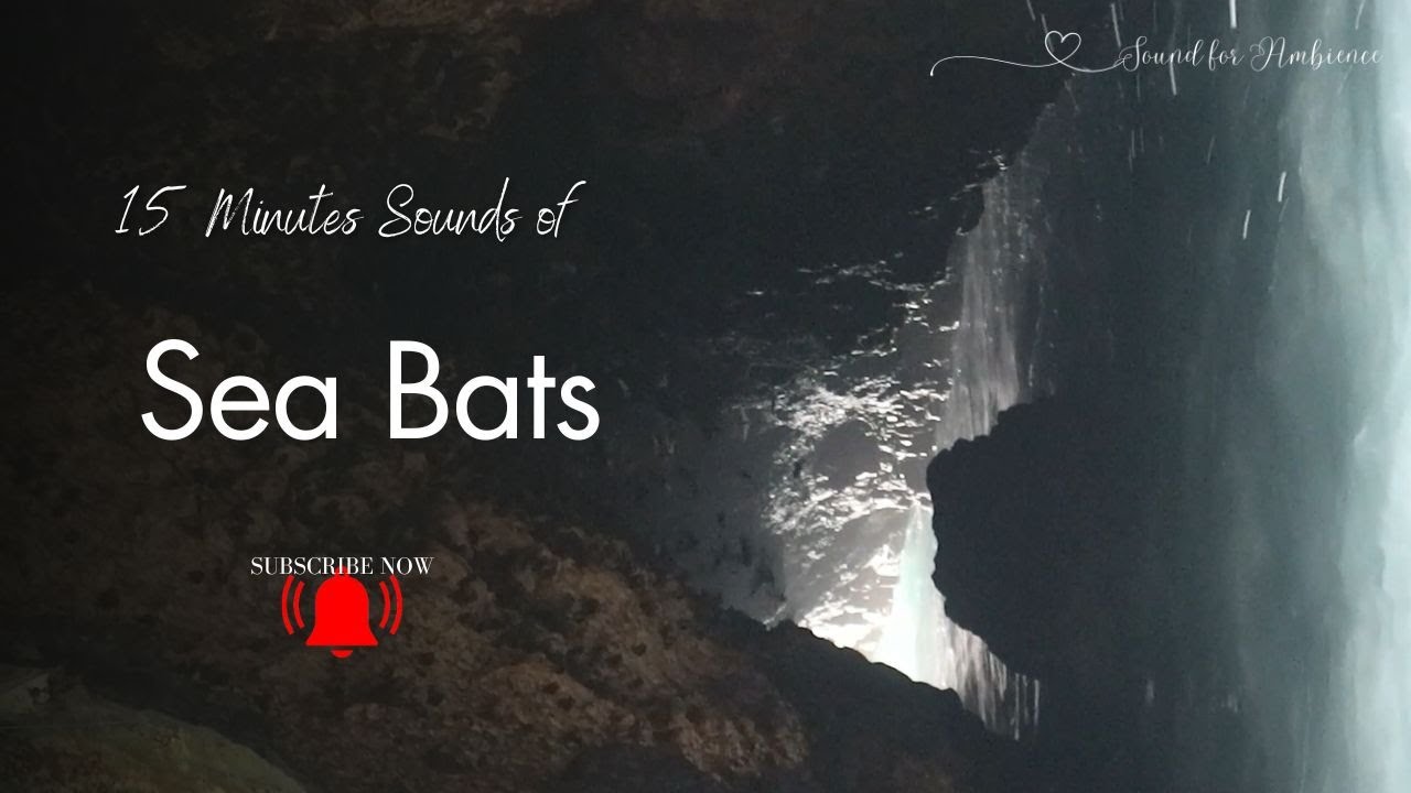 Bat Sound for Meditation in 15 Minutes - YouTube