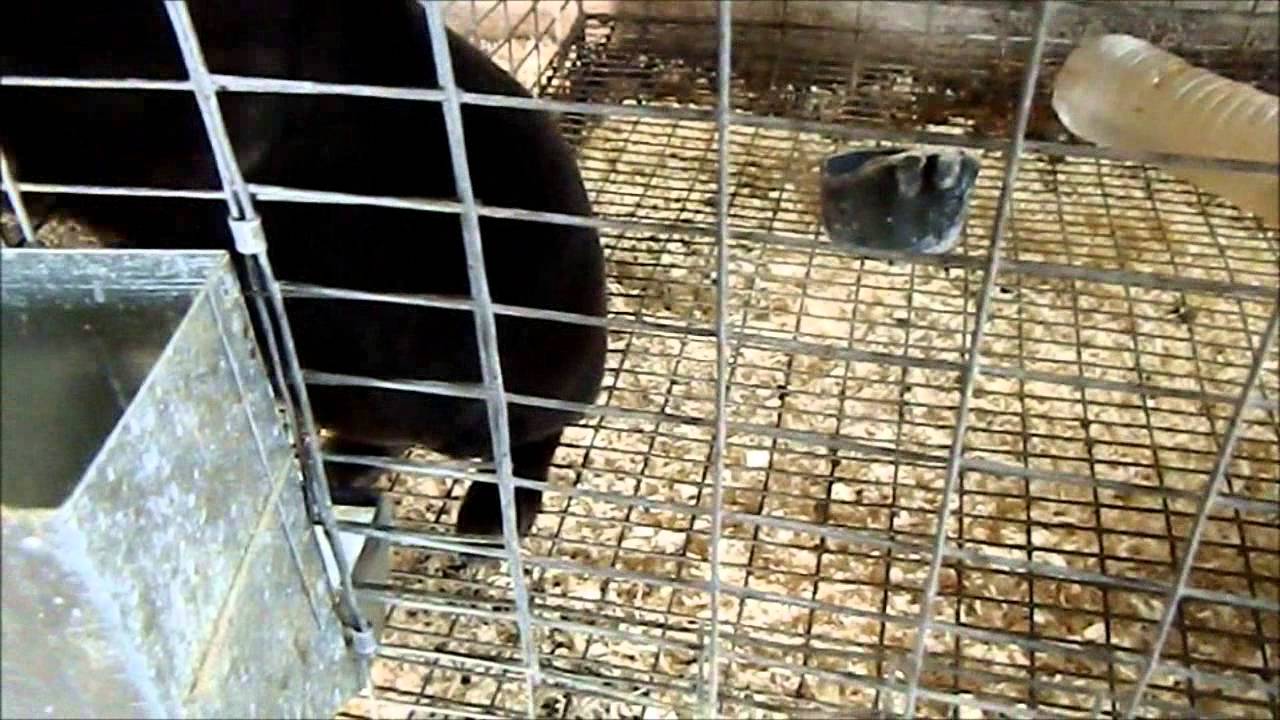 Kanin Rabbitry - Update #5 (Finally Here!) - YouTube