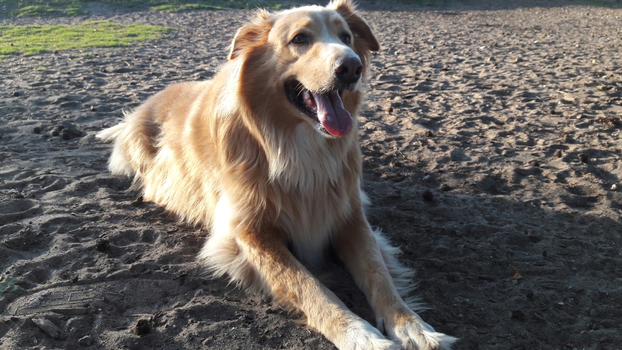 TOUR YMCA DOG Barc PARK Myrtle Beach Sc / North VIDEO REVIEW YouTube