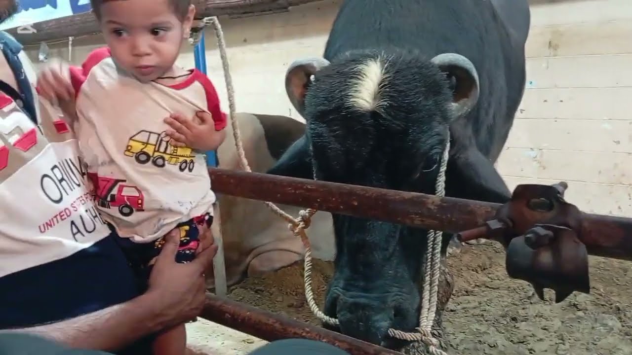 JDC QURBANI 2025 😍 Pakistan s Biggest Sibbi Bulls ..Sibbi mela Winner.. Sub se bari ijtimai Qurbani