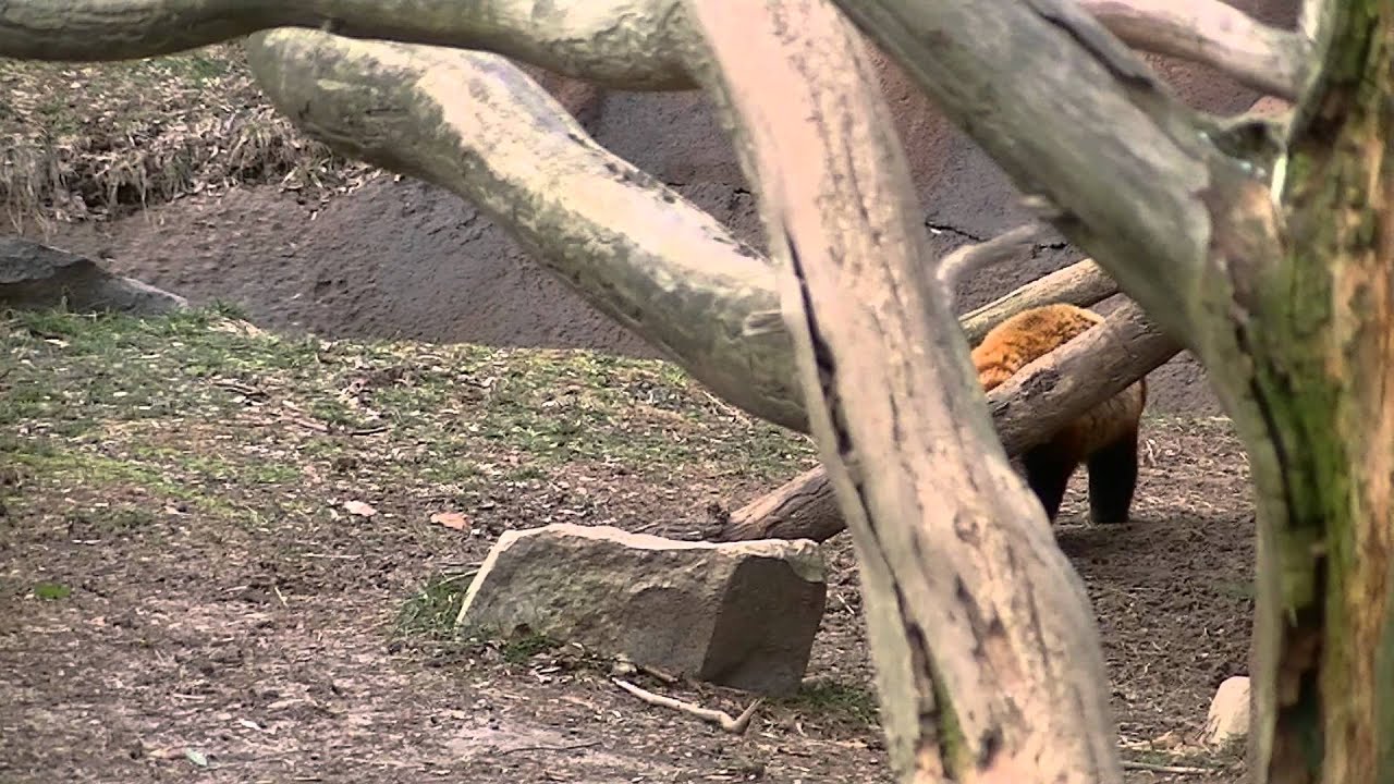 Red Panda Exercise - YouTube