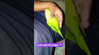 #parrots #parrotsofinstagram #birds #parrot #bird #birdsofin #lifeisbutadream