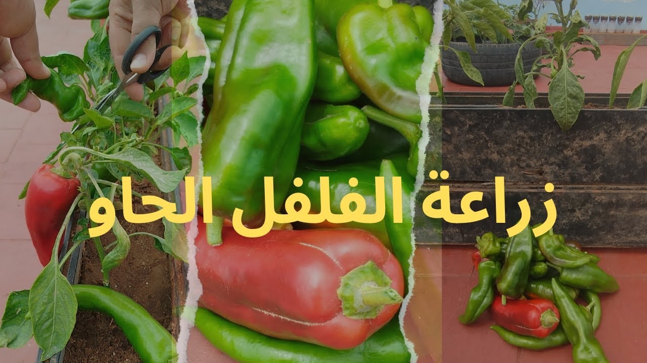 زراعة الفلفل الحلو بطريقة بسيطة وبأقل الإمكانيات متوفرة لدي - YouTube