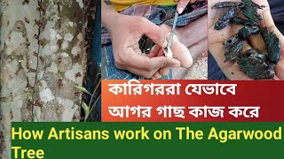 কারিগররা যেভাবে আগর গাছ কাজ করে | How Artisans work on The Agar Tree | আগরের গাছের কাট শরিয়ে