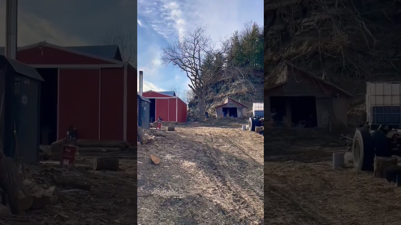 Cutting down a big elm tree