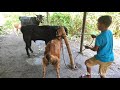 wow!! giant red goat Vs black goat Bakri Crossing#goat meeting.